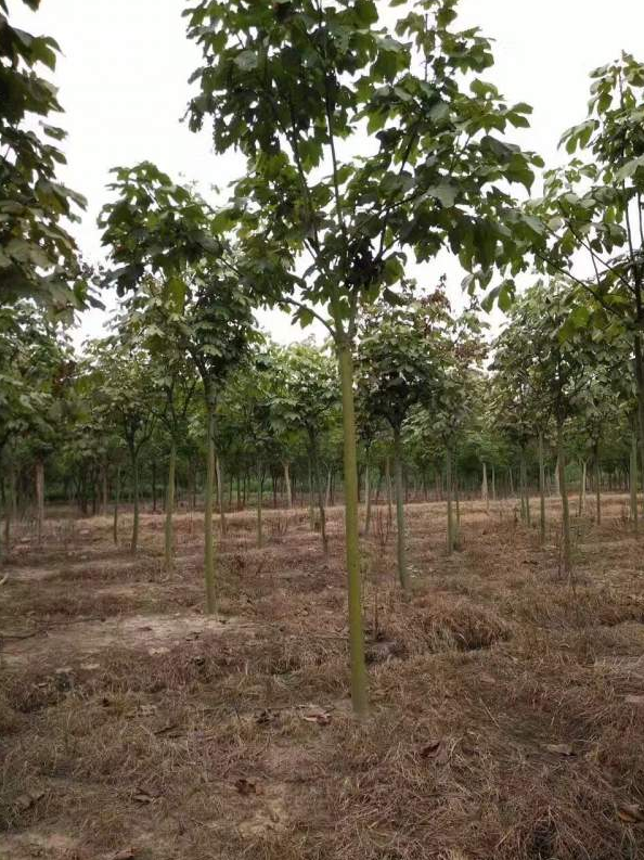 10-15公分青桐 園林綠化 行道樹 枝葉繁茂 質(zhì)量優(yōu)