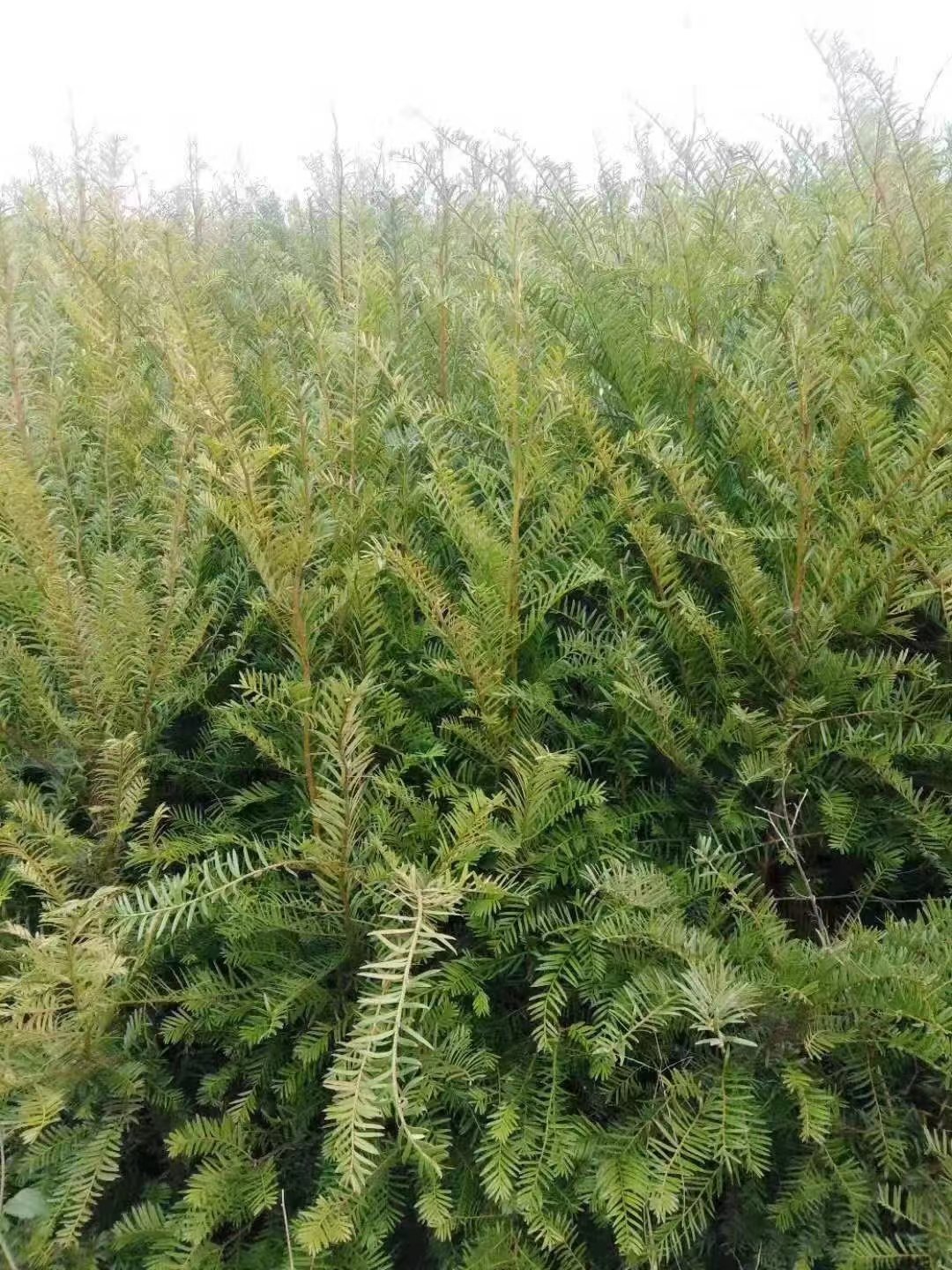 孝感紅豆杉多少錢 孝感紅豆杉價格  孝感紅豆杉種植基地 恩施紅豆杉苗批發(fā)價