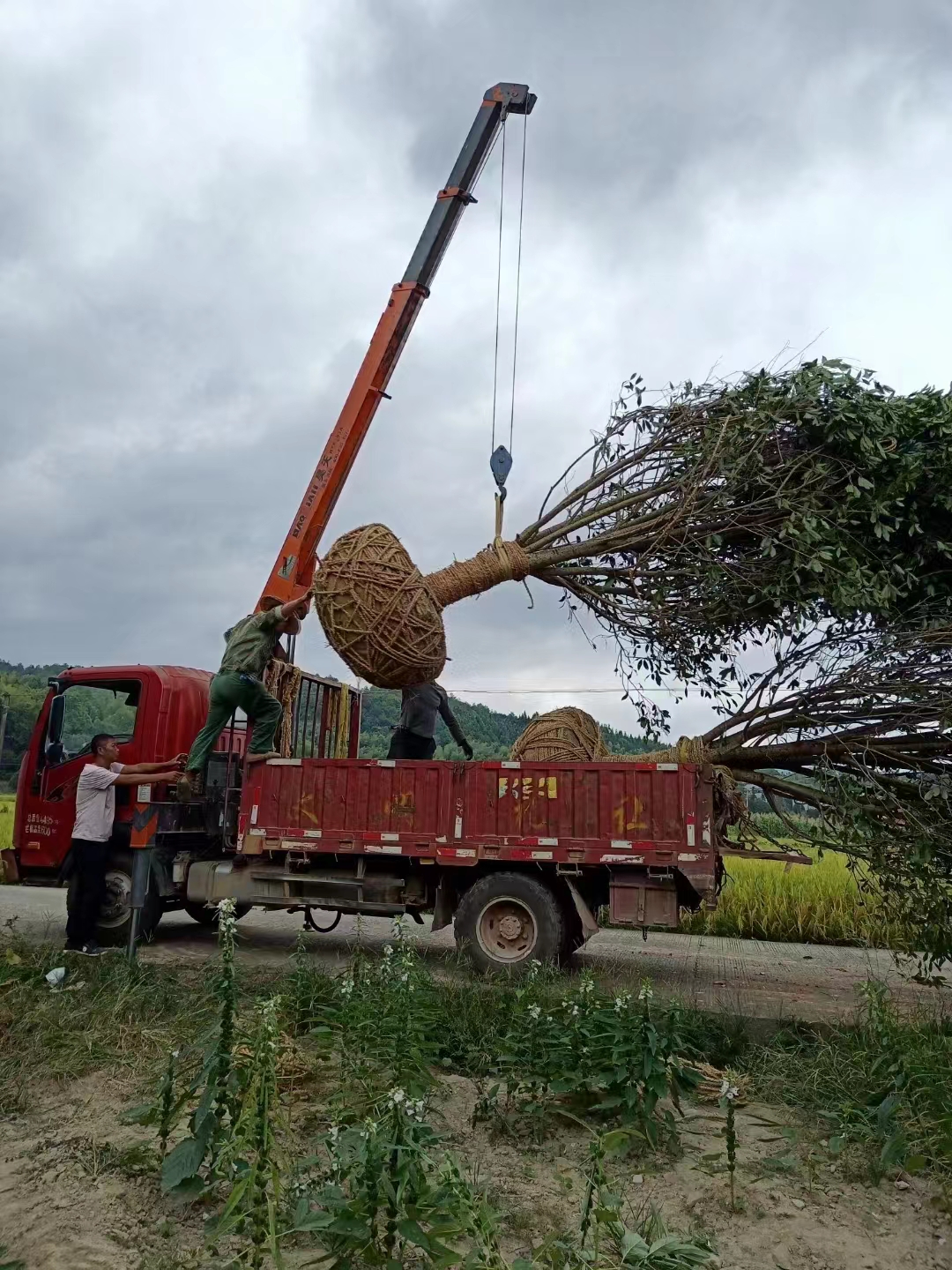 移植桂花樹 庭院綠化賞花觀葉風(fēng)景樹 濃香型金桂 D21丹桂