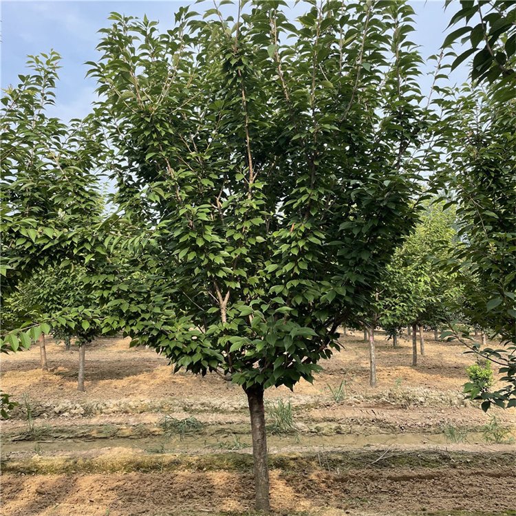 出售11公分晚櫻 高桿櫻花價格 基地發(fā)貨