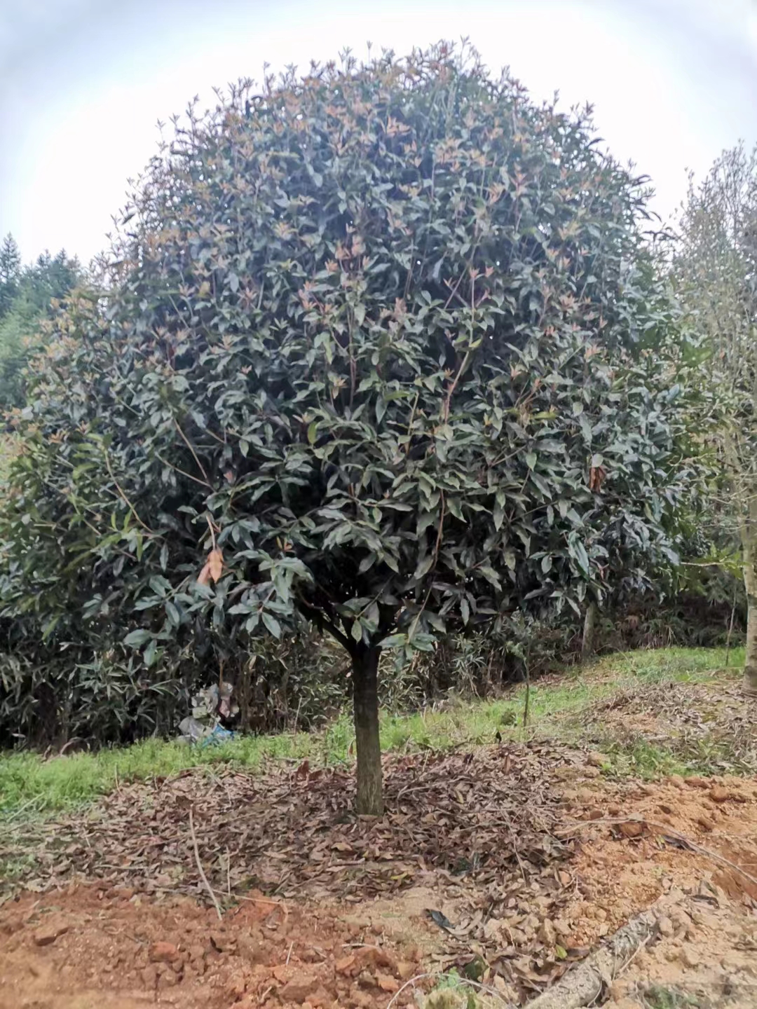紅花丹桂批發(fā) 高桿丹桂樹種植基地 規(guī)格齊全