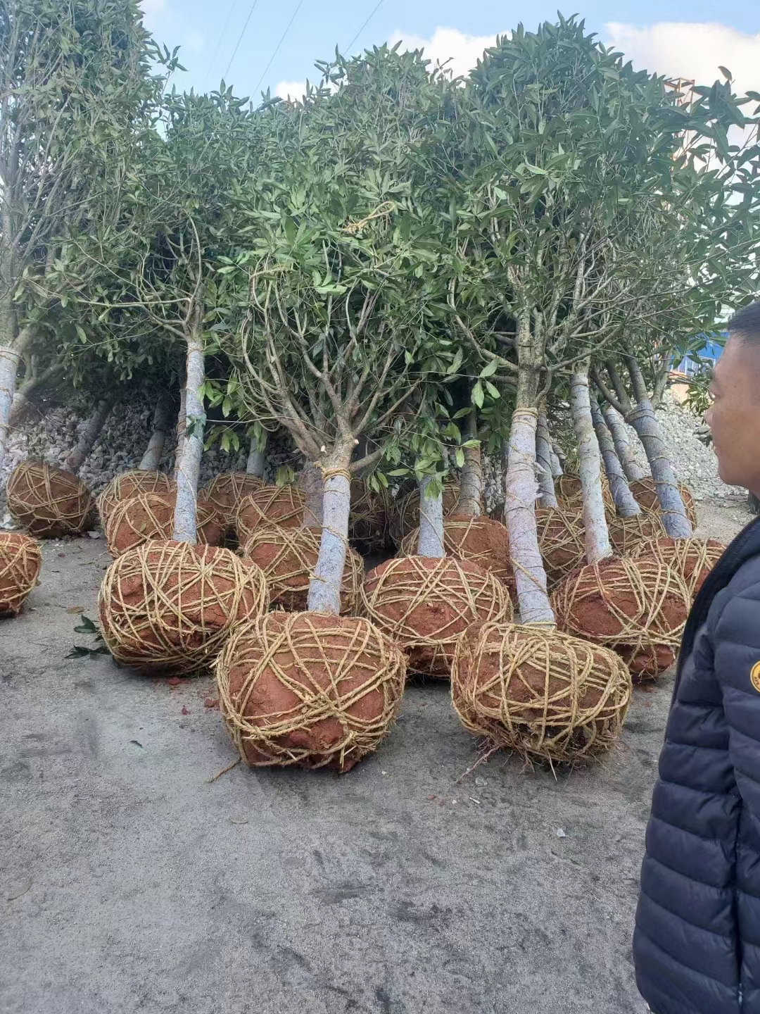 庭院綠化花卉植物桂花樹供應  D20丹桂現(xiàn)貨銷售