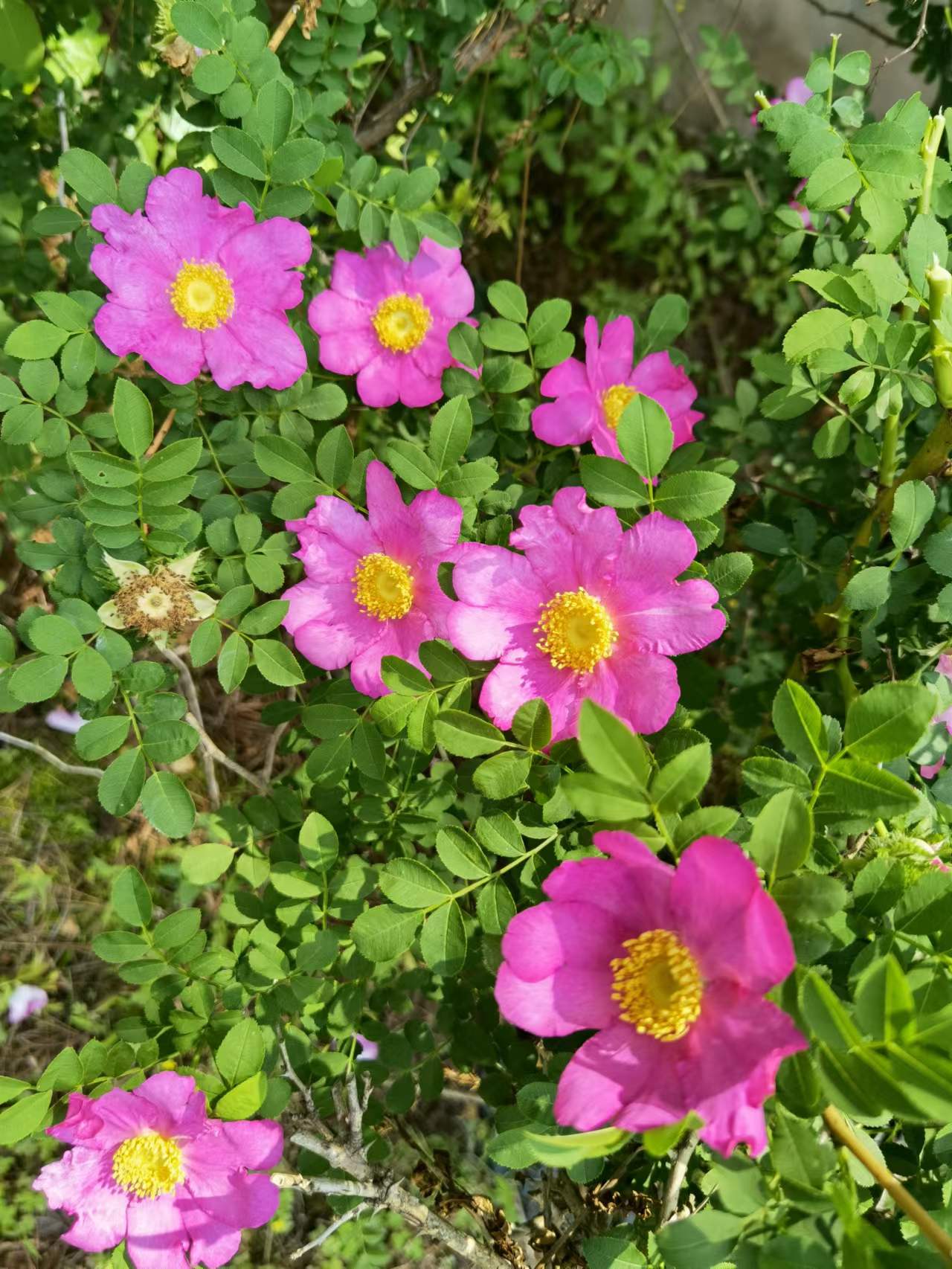 無刺刺梨 無刺刺梨苗批發(fā) 無刺刺梨苗