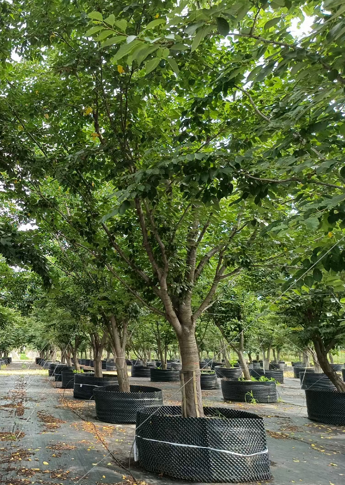 容器苗染井吉野 20-30公分 早櫻 櫻花 風(fēng)景園林綠化