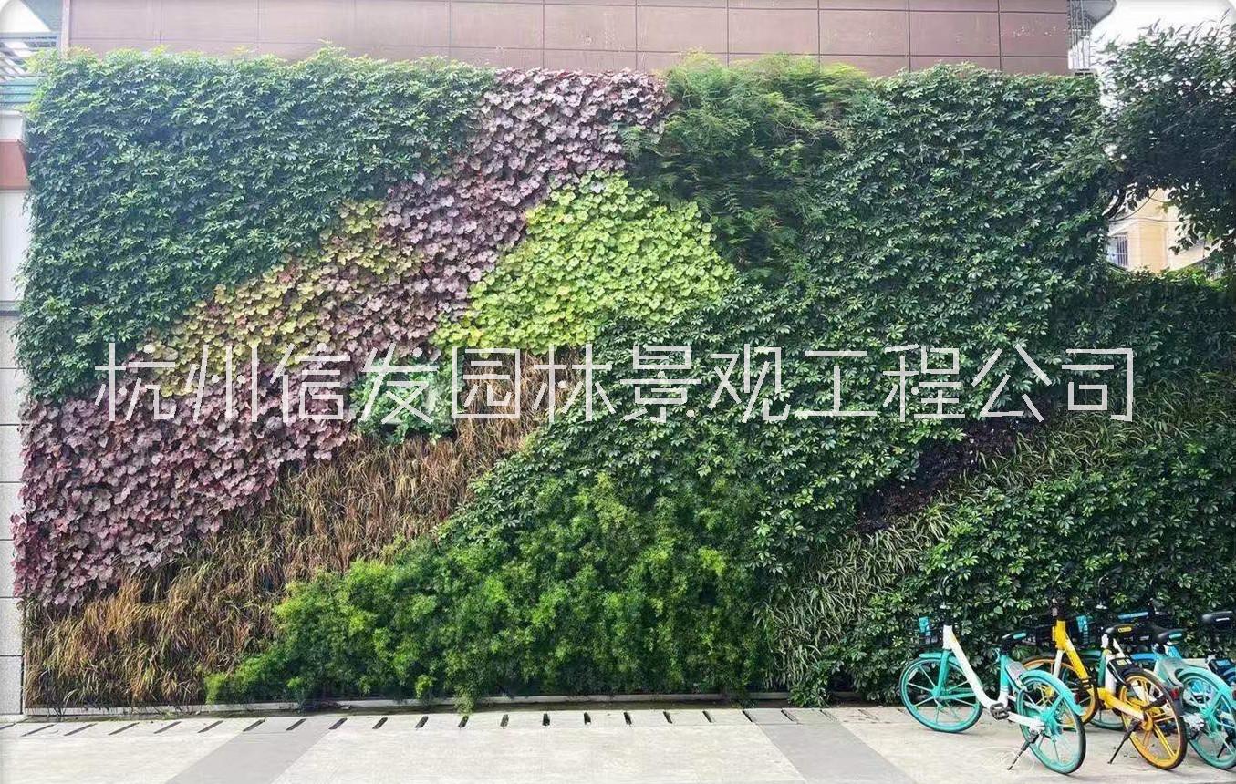 杭州植物墻綠化垂直綠化墻面公司 杭州植物墻垂直綠化墻面公司 杭州植物墻垂直綠化公司 杭州墻垂直綠化公司