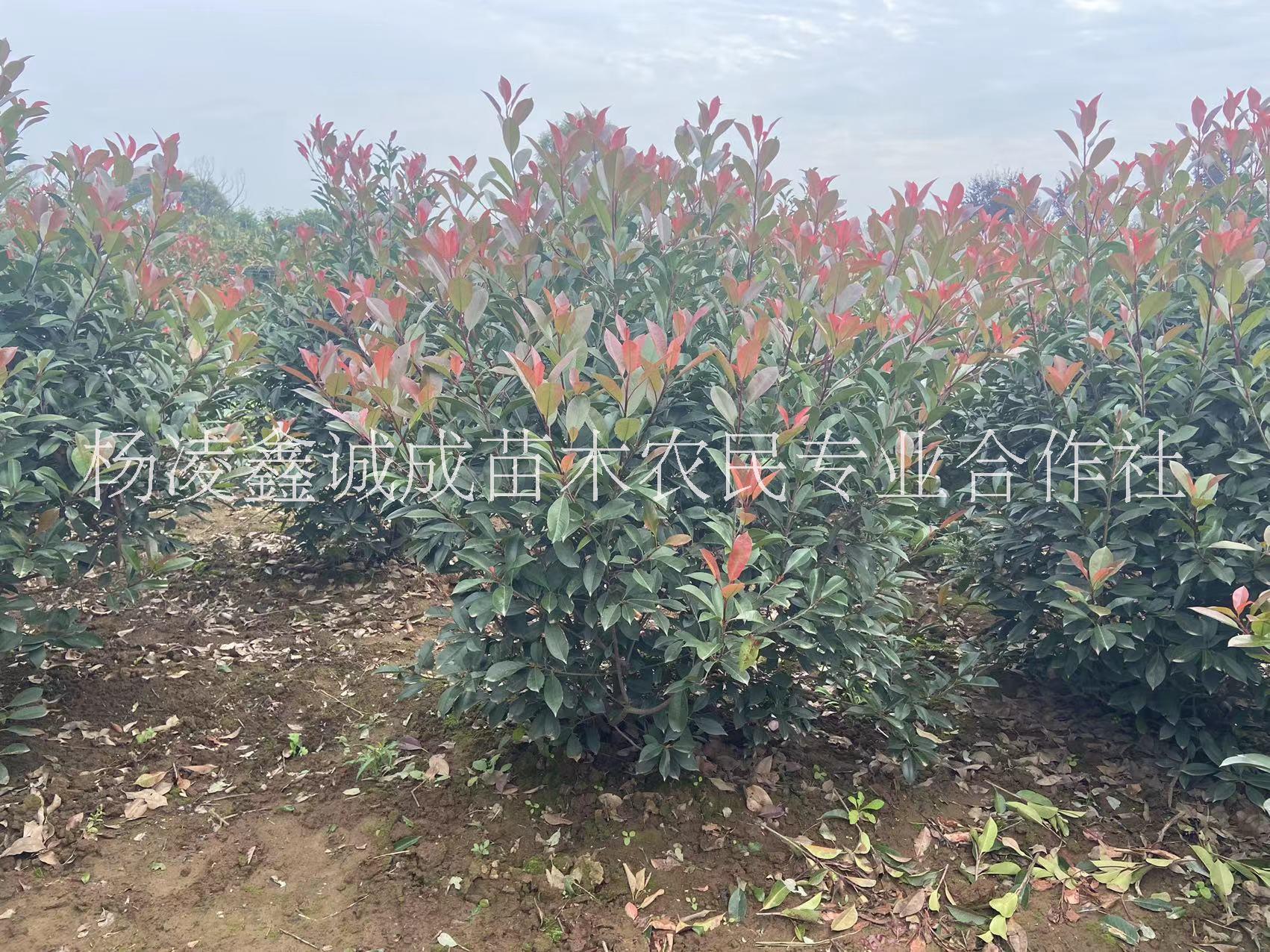 石楠球  綠化苗木基地石楠，紅葉石楠球冠150-250供應