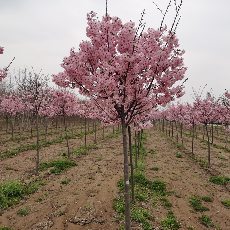 高桿陽光櫻 分枝1.8米以上 適合于道路美化亮化的行道樹櫻花
