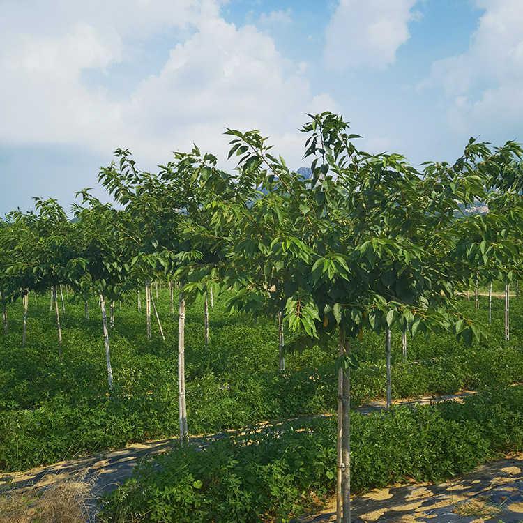 11公分白妙櫻 濕地綠化櫻花樹(shù) 露地種植 綠影園林