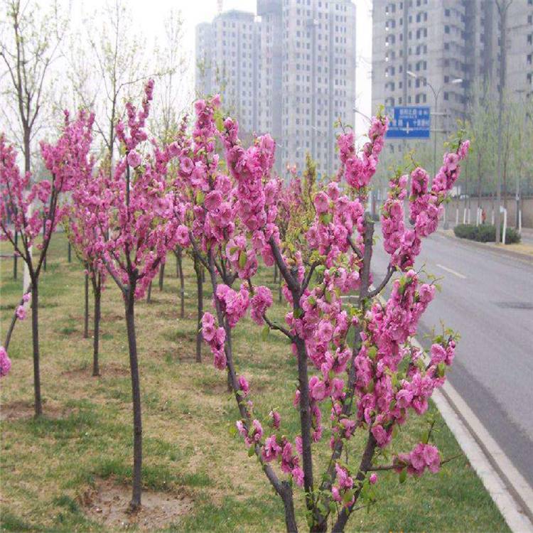3公分青葉碧桃 15公分碧桃 批發(fā)零售 大量批發(fā)