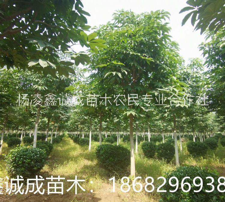 七葉樹  苗圃七葉樹基地 園林綠化苗木陜西七葉樹8-20公分