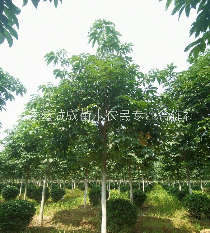 七葉樹  苗圃七葉樹基地 園林綠化苗木陜西七葉樹8-20公分