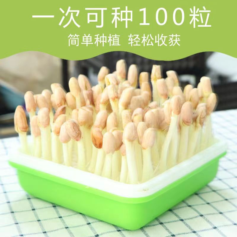 淮安市花生芽水培箱種植盒豆芽豆苗發(fā)芽盆室內(nèi)無土栽培花生盆