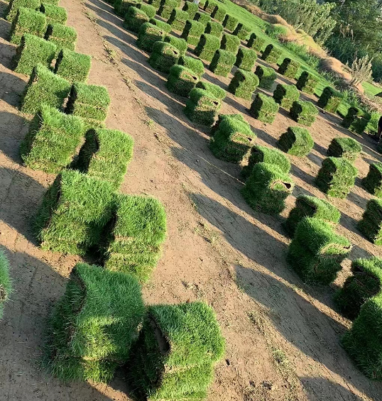 真草草坪 馬尼拉草坪 草卷 草坪苗圃現(xiàn)挖 公園地被綠化草