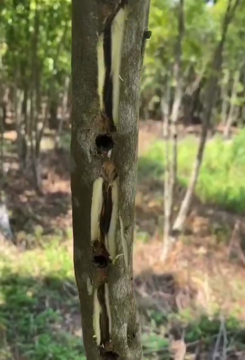 黑棋楠沉香 一代綠奇楠沉香樹(shù)苗沉水新品種 奇楠沉香種植