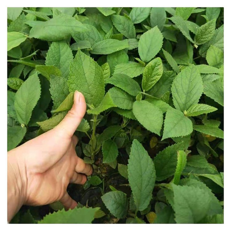 五指毛桃苗怎么賣  現(xiàn)挖五指毛桃苗