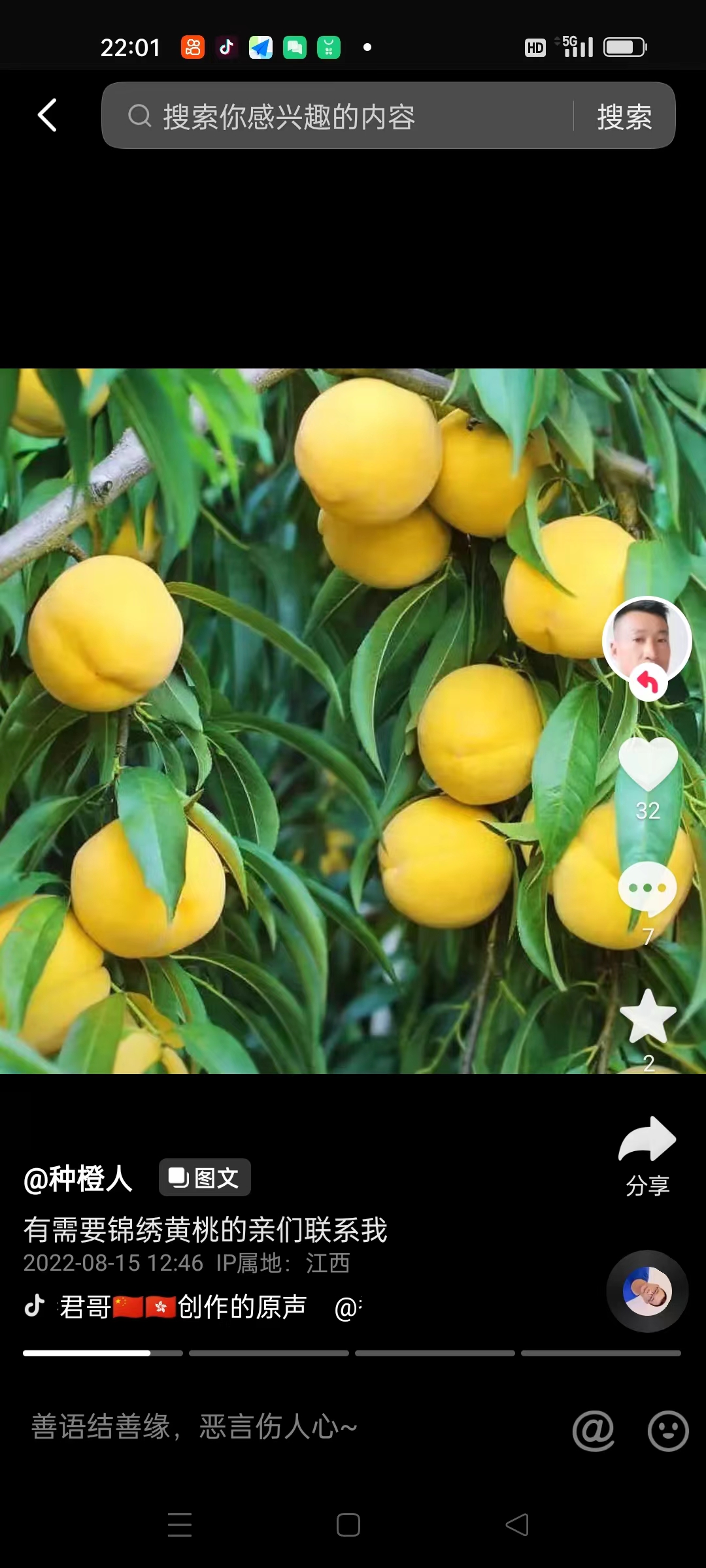 黃桃苗供應(yīng)商  黃桃苗廠家