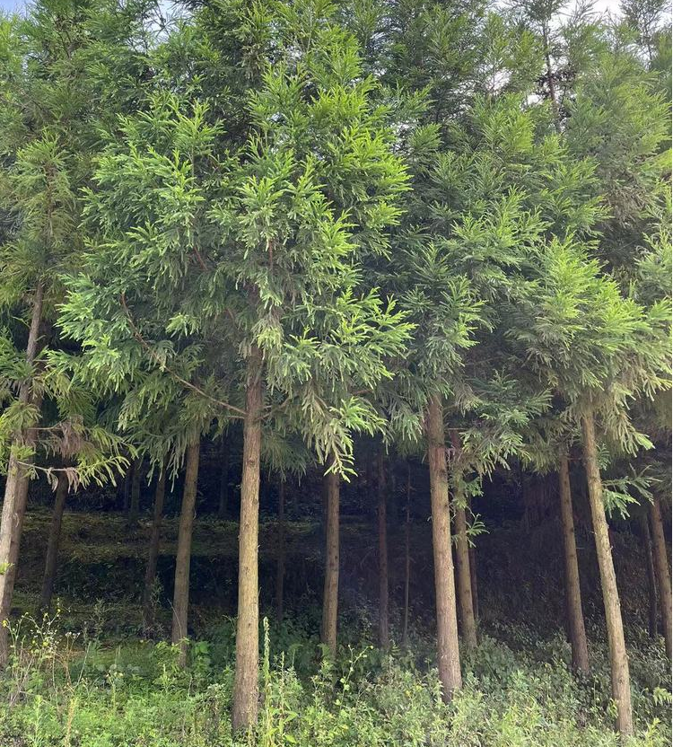 湖北八公分柳杉種植基地 庭院觀賞綠化苗木批發(fā)電話