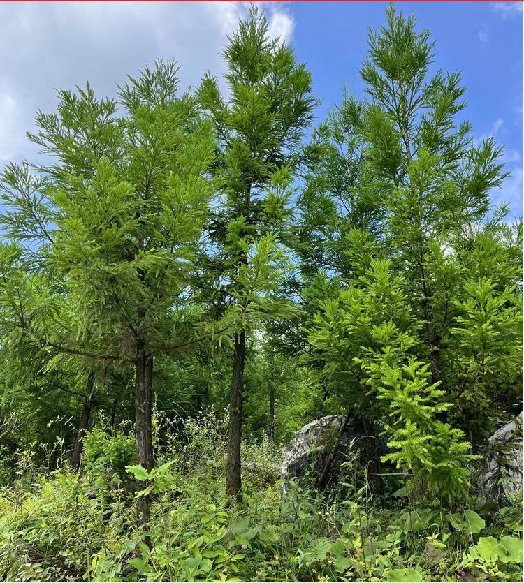 湖北八公分柳杉種植基地 庭院觀賞綠化苗木批發(fā)電話