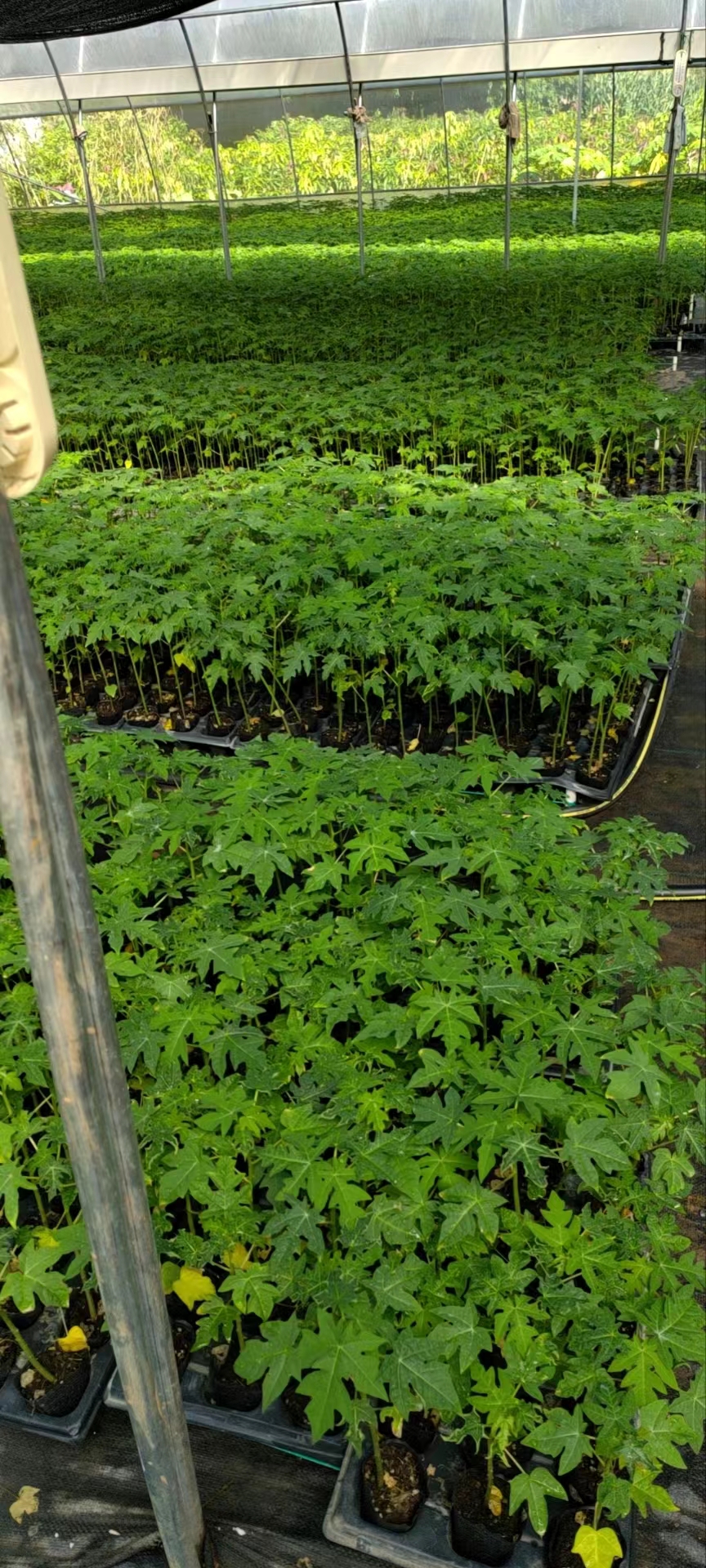 木瓜苗一顆怎么賣  現(xiàn)挖木瓜苗