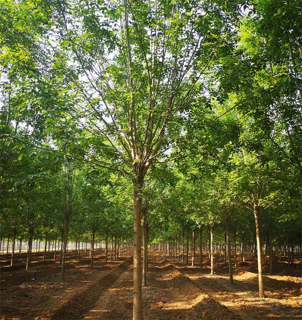 山東白蠟基地10-12公分白蠟