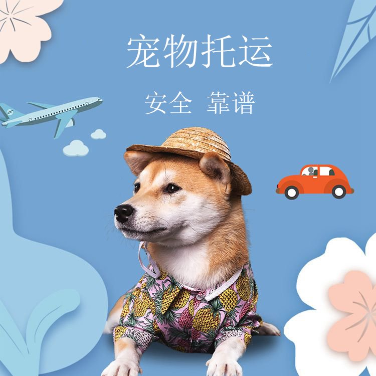 烏魯木齊至天津?qū)櫸镓埞逢戇\(yùn)物流 零擔(dān)貨物運(yùn)輸    寵物托運(yùn)全國     烏魯木齊到天津?qū)櫸锿羞\(yùn)