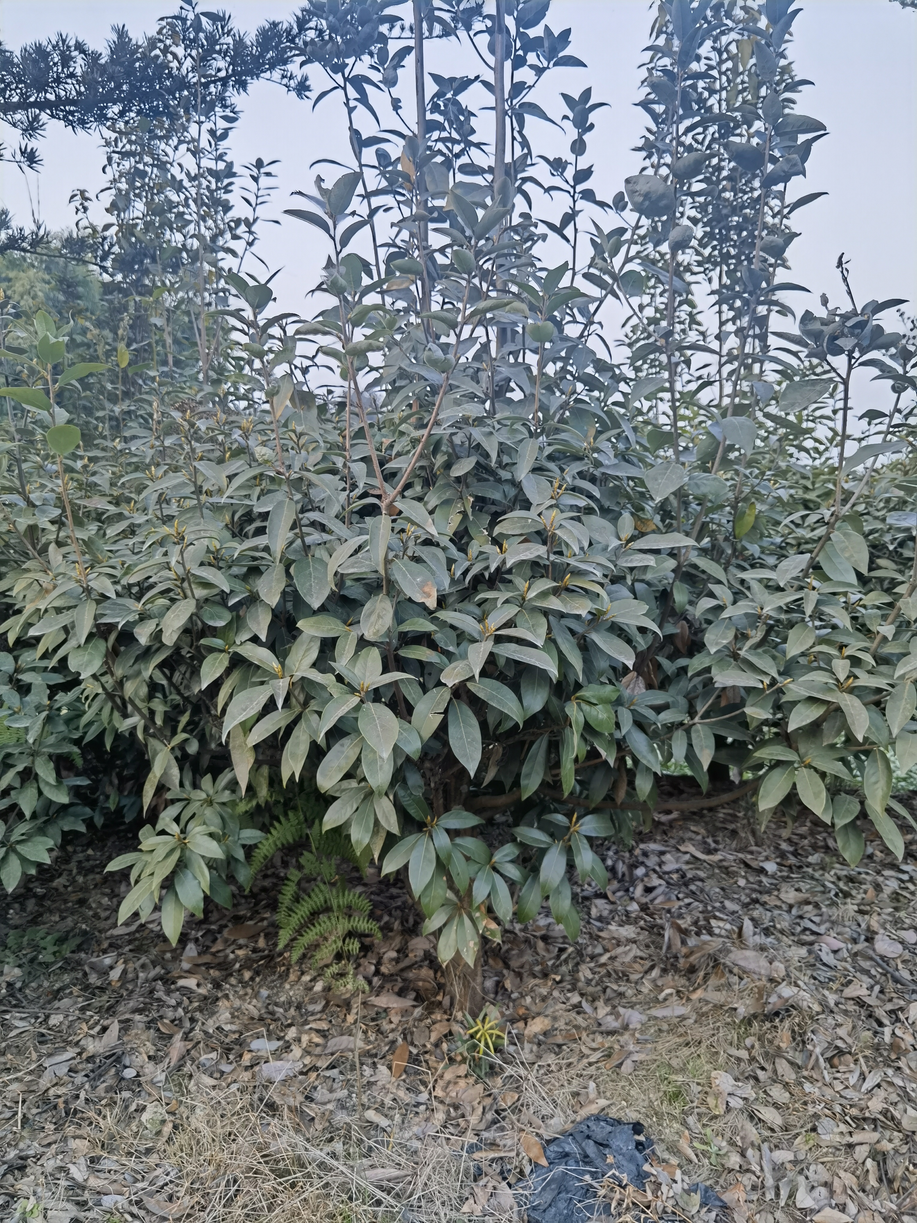 貴州*茶樹(shù)苗種植基地_銷(xiāo)售_批發(fā)_一棵多少錢(qián)【雅安市名山區(qū)超眾苗木種植農(nóng)民合作社】