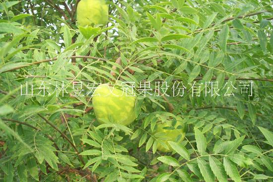 供應(yīng)林昱宏文冠果樹