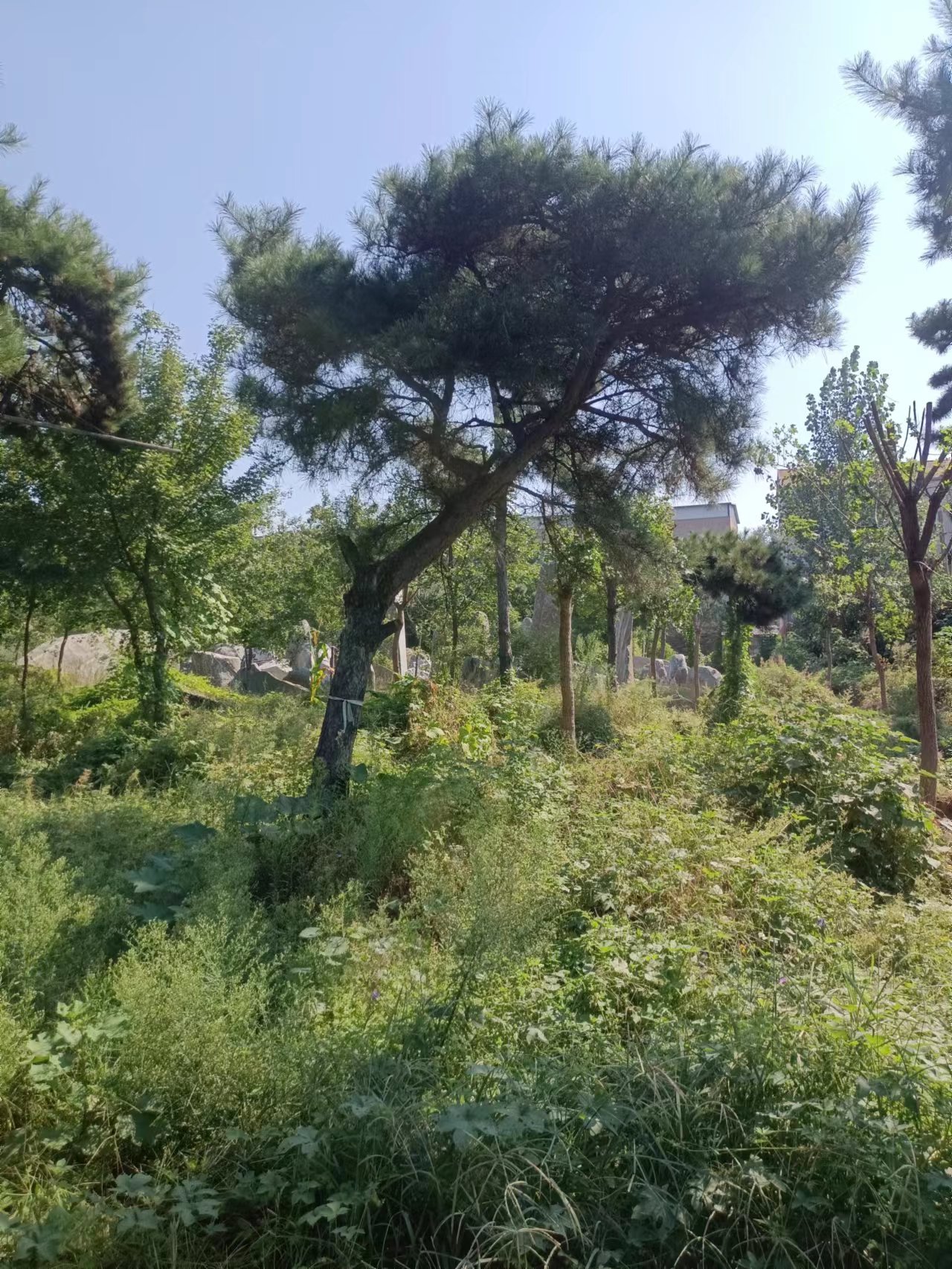 景觀松供應(yīng)商