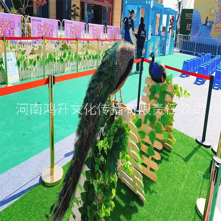 春季活動主題 動物表演出租