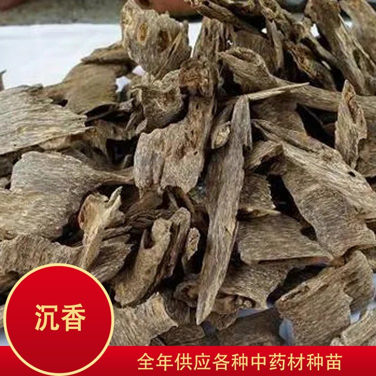 中藥材沉香 藥用種苗種植基地 *產(chǎn)地 規(guī)模出售 沉香多少錢(qián)一克