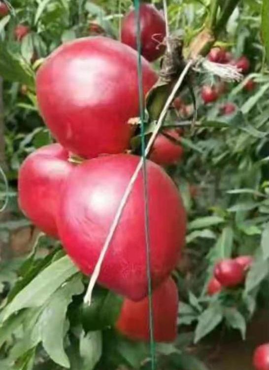 三月桃苗 三月桃苗批發(fā) 三月桃苗供應(yīng)商 三月桃苗批發(fā)價 三月桃苗 三月桃苗基地 福建三月桃苗四月李苗哪家好 三月