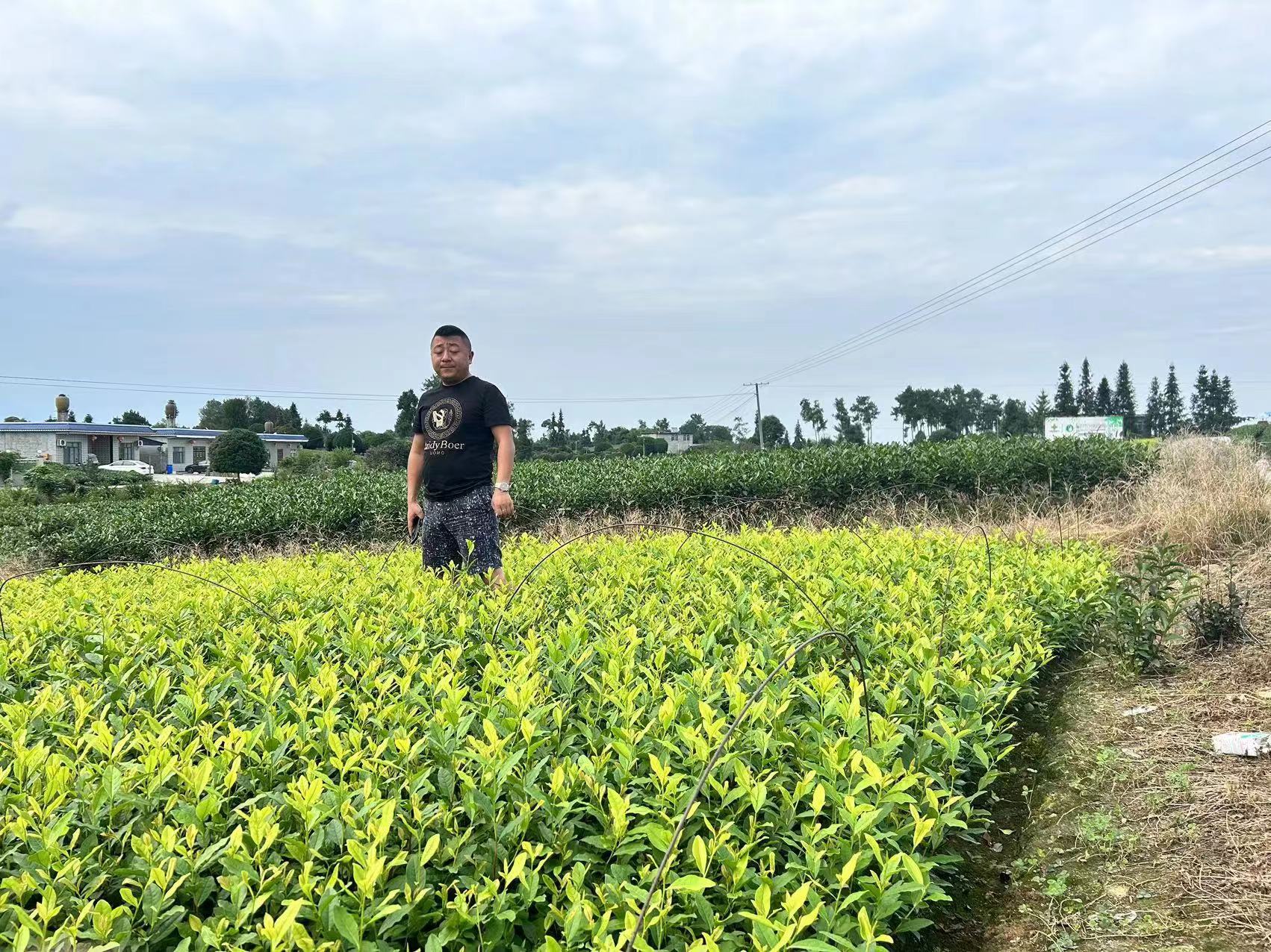 湖北黃金芽茶苗報價_多少錢一株_哪里有賣_出售_電話【雅安市名山區(qū)超眾苗木種植農(nóng)民合作社】