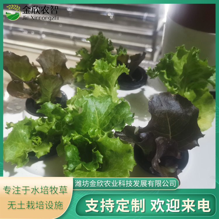 金欣農(nóng)業(yè)無土栽培綠色蔬菜種植設(shè)備