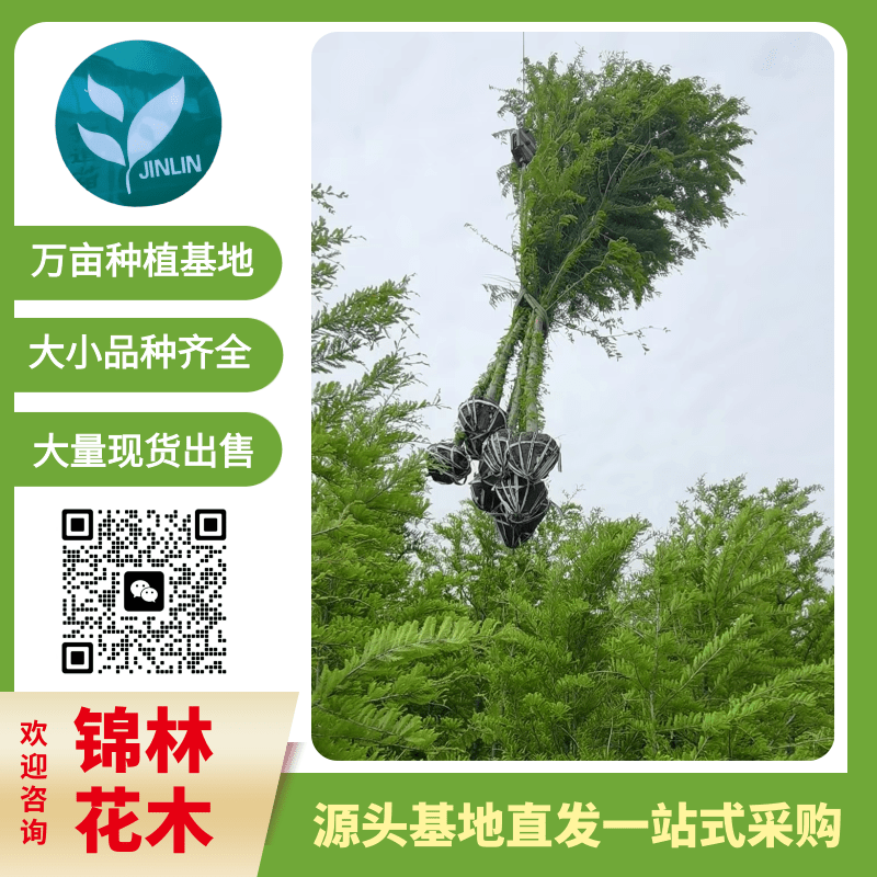 江蘇大葉女貞批發(fā)，24大葉女貞容器苗，叢生樸樹大葉女貞，8-12公分大葉女貞