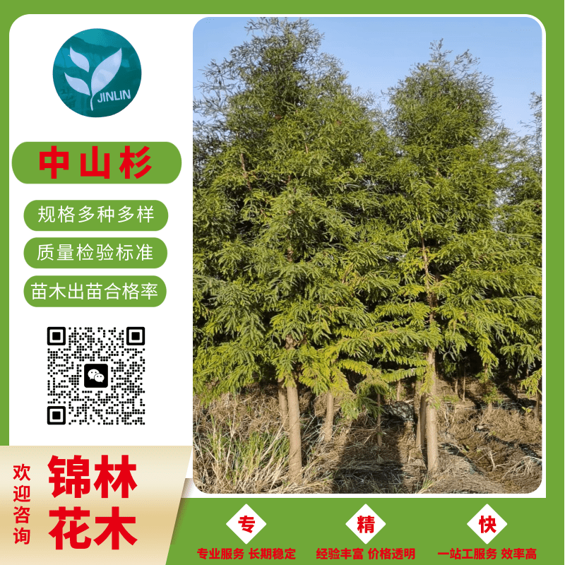 江蘇中山杉基地直發(fā)，中山杉*-8公分9公分中山杉