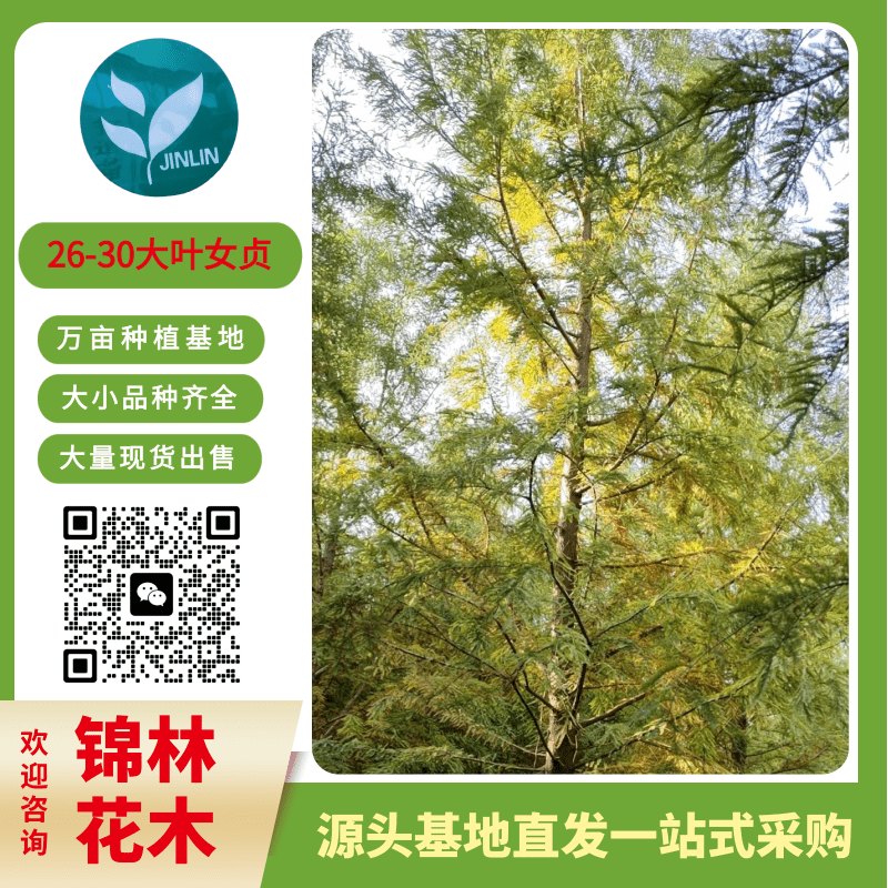 大豐大葉女貞基地價格，出售8-10-12公分苗圃自產(chǎn)自銷，常年綠植叢生大葉女貞