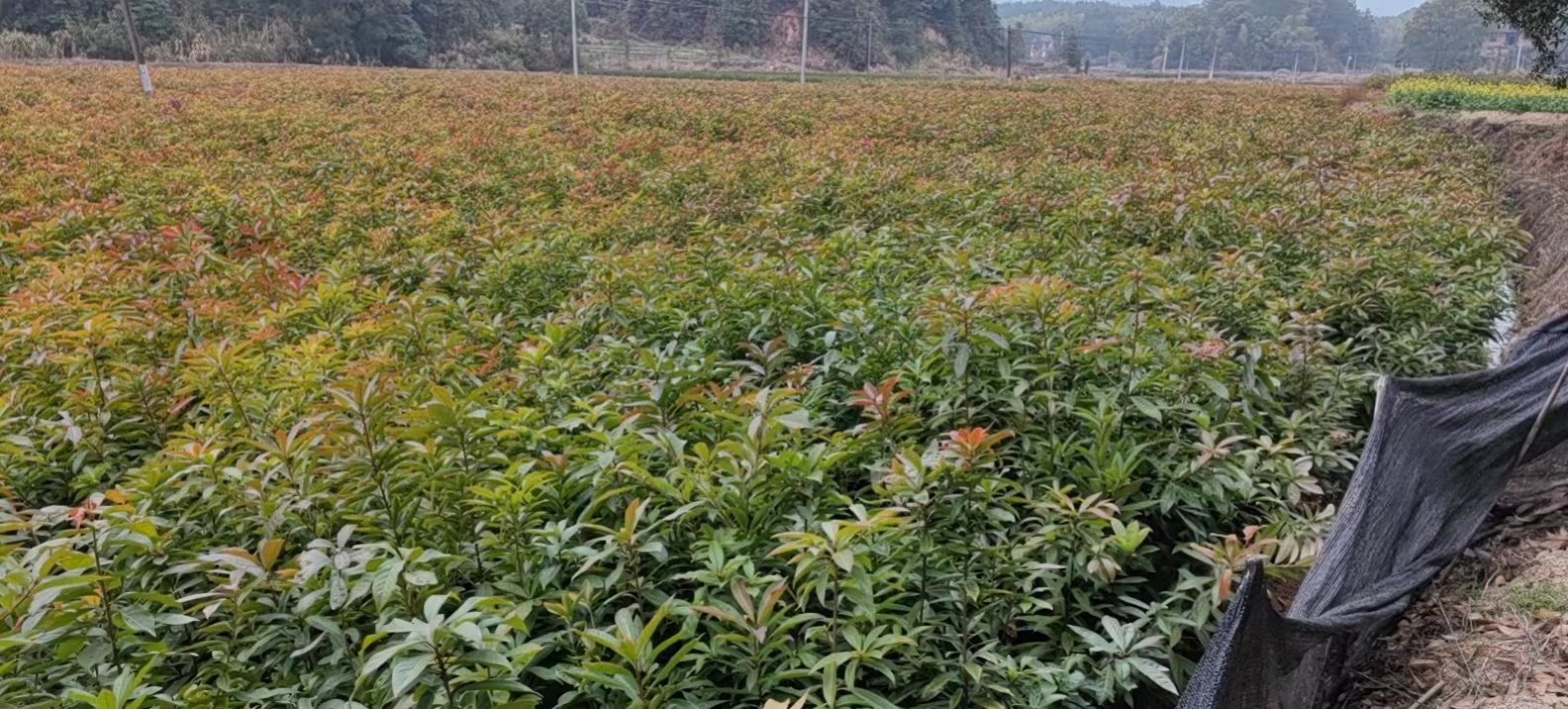 油茶樹苗基地、價格、基地銷售、基地批發(fā)【攸縣丫江橋鎮(zhèn)新飛苗木經(jīng)營部】