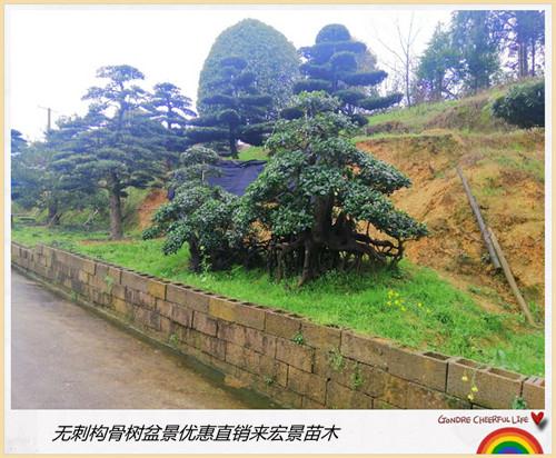 造型構(gòu)骨樹-紅利來了湖南構(gòu)骨小毛球-造型構(gòu)骨樹樁價(jià)格回升市場