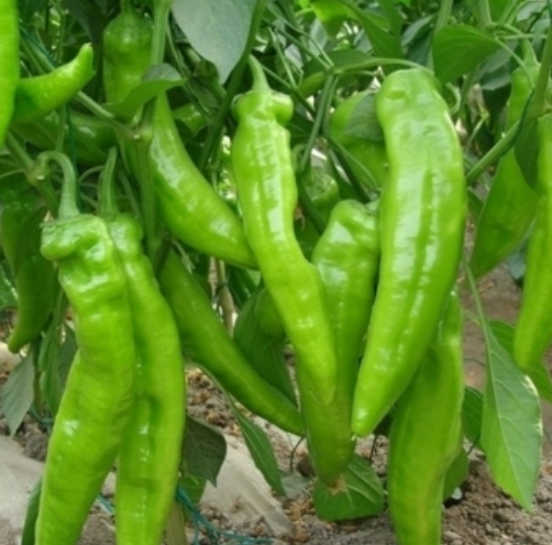 廈門蔬菜配送|廈門食材配送|生鮮配送-找廈門康達(dá)鮮食品有限公司