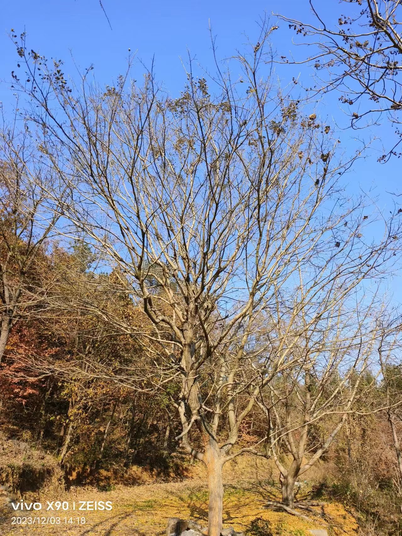 湖北流蘇15至30公分苗木-出售米徑15-30公分流蘇