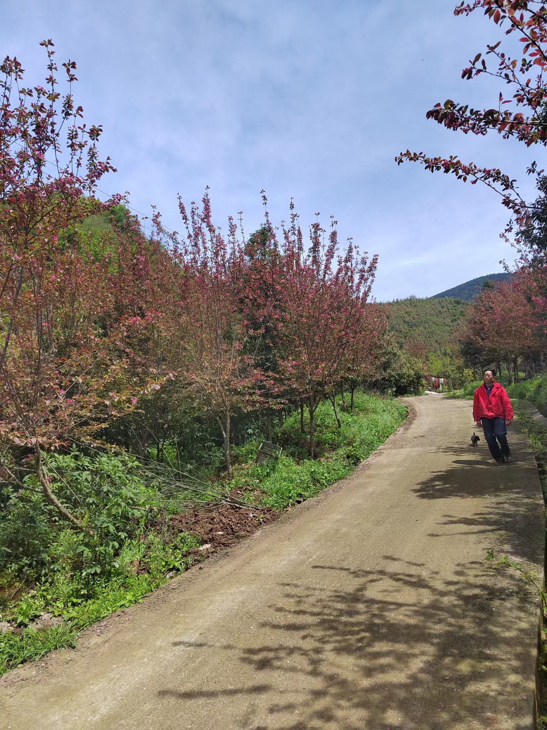 園林綠化海棠苗 北美海棠樹(shù)苗 適應(yīng)性強(qiáng)南北方可栽植鼎源 北美海棠苗