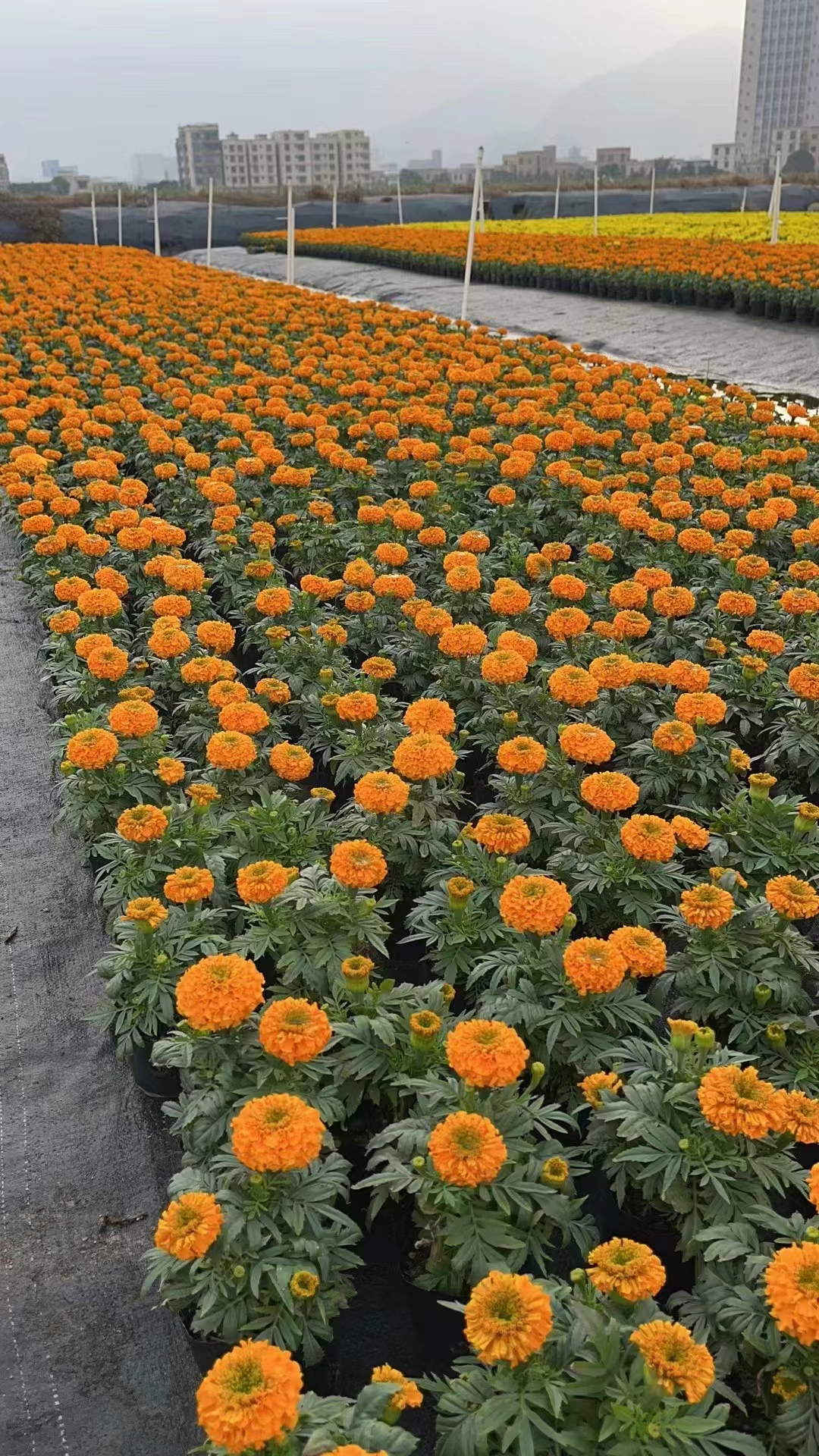 室內(nèi)租擺/萬壽菊/春節(jié)花卉/節(jié)日花卉/年桔批發(fā)/東莞綠化公司