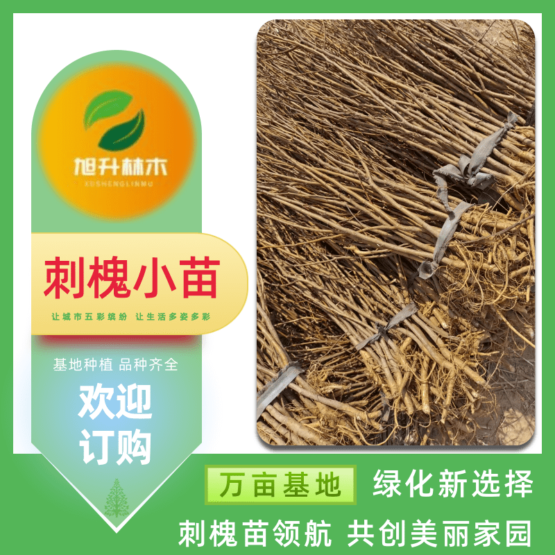 刺槐小苗價格 是速生薪炭林樹種 苗圃地徑2公分刺槐【民權(quán)旭升林木種植有限公司】