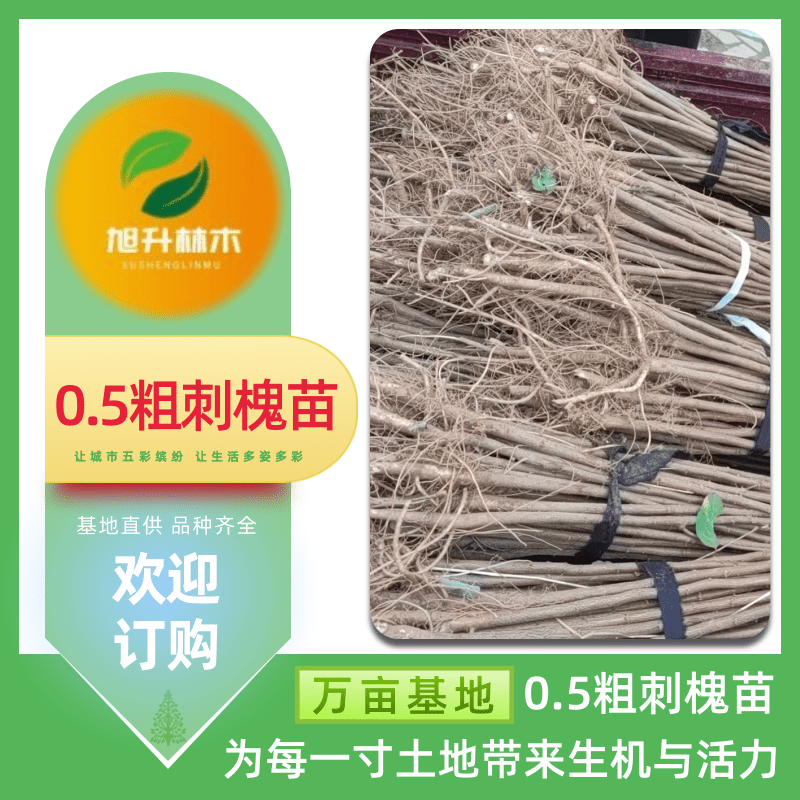 河南0.5粗刺槐苗批發(fā)、1年生裸根苗 樹形優(yōu)美【民權(quán)旭升林木種植有限公司】