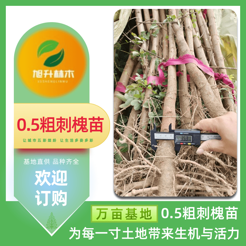 河南0.5粗刺槐苗批發(fā)、1年生裸根苗 樹形優(yōu)美【民權(quán)旭升林木種植有限公司】