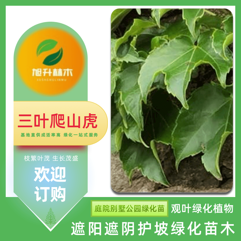 爬山虎樹(shù)苗基地、爬山虎基地批發(fā) 攀爬綠化小苗【民權(quán)旭升林木種植有限公司】