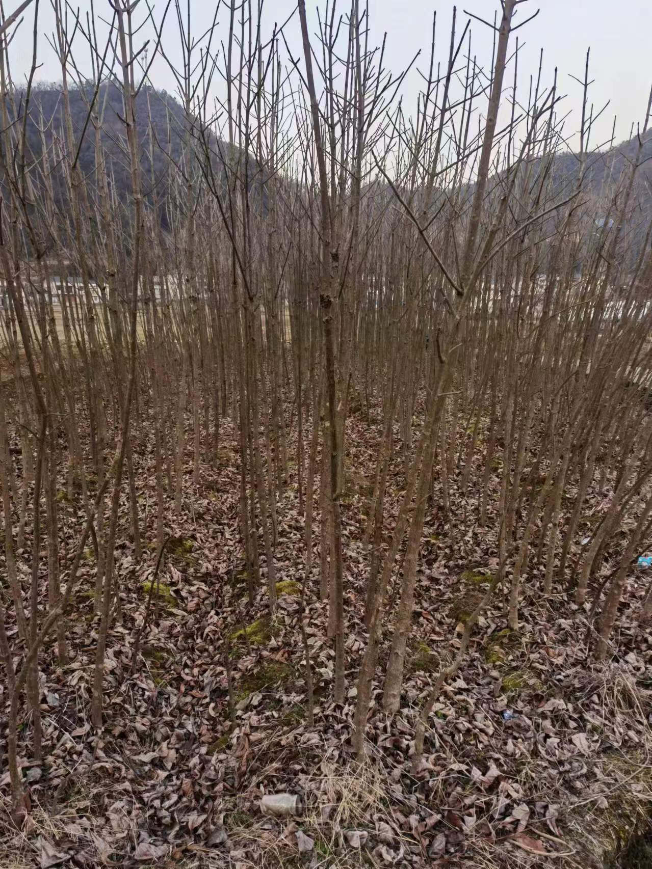 七葉樹種植基地批發(fā)價(jià)格多少錢一棵   道路綠化七葉樹