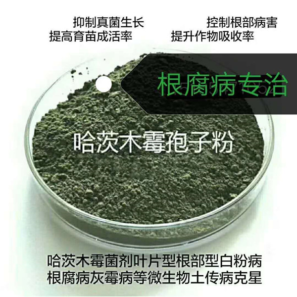 哈茨木霉菌 廠家供應：哈茨木霉菌金山生物廠家供應：哈茨木霉菌