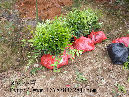 瀏陽紋母小苗價格便宜,2024湖南紋母杯苗.小毛球大賣紋母小毛球