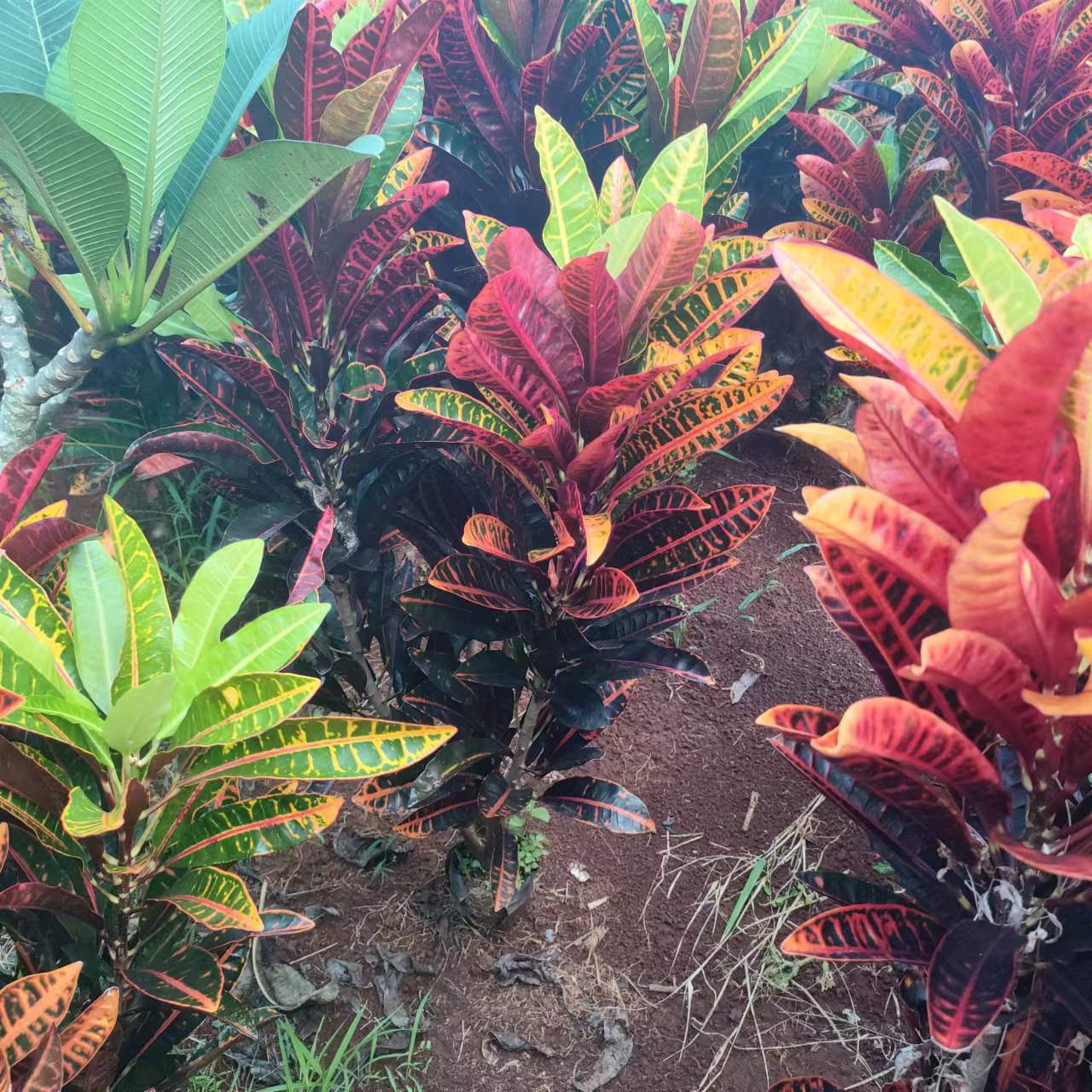 海南變?nèi)~木基地-變?nèi)~木批發(fā)-變?nèi)~木種植價錢-變?nèi)~木哪家好